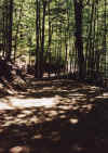 bosquecamino.jpg (505581 bytes)