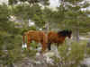 caballos en el mirador