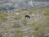 Camorritos desde el mirador