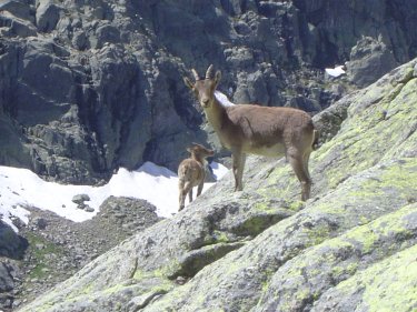 Dos Ejemplares de Cabra Montes