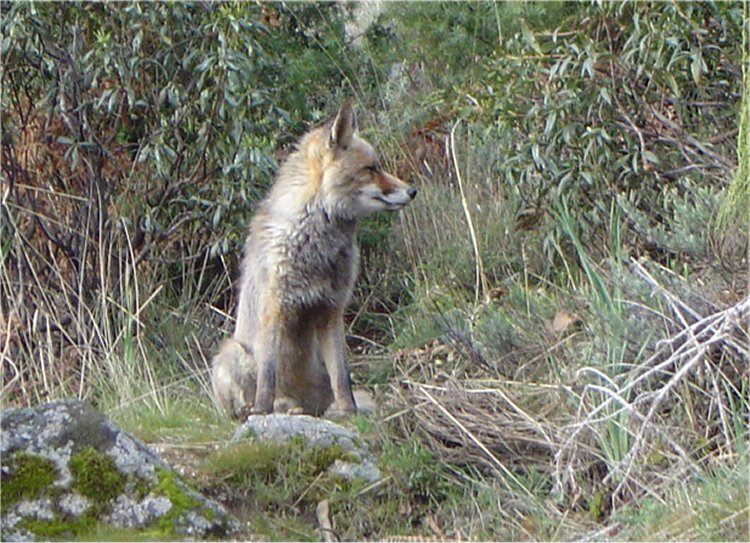 El fuerte viento en contra, nos permitio acercanos a este zorro (Sin que detectara nuestra presencia) y hacerle buenas fotos hasta que nos vio y desaparecio rapidamente.