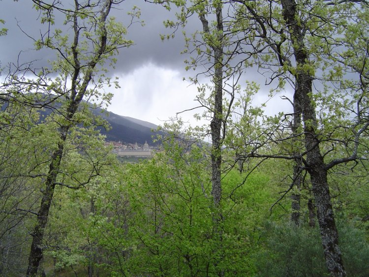 Monasterio de San Lorenzo de El Escorial, desde el Bosque de la Herrería.