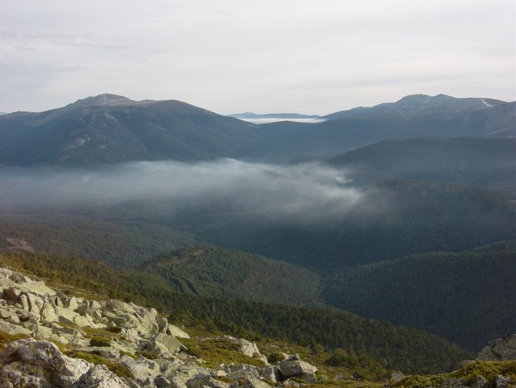 Pinares de Valsain desde la cima del Montn de Trigo