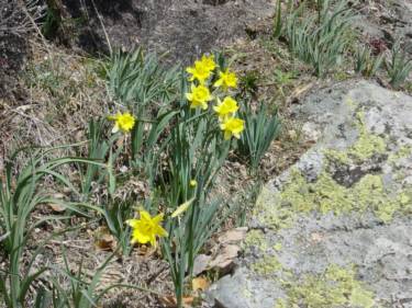 Narcisos silvestres en el concavo de Siete Picos. Senda Herreros