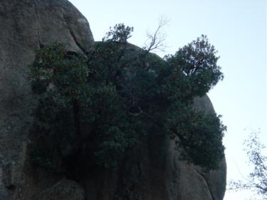 madroño